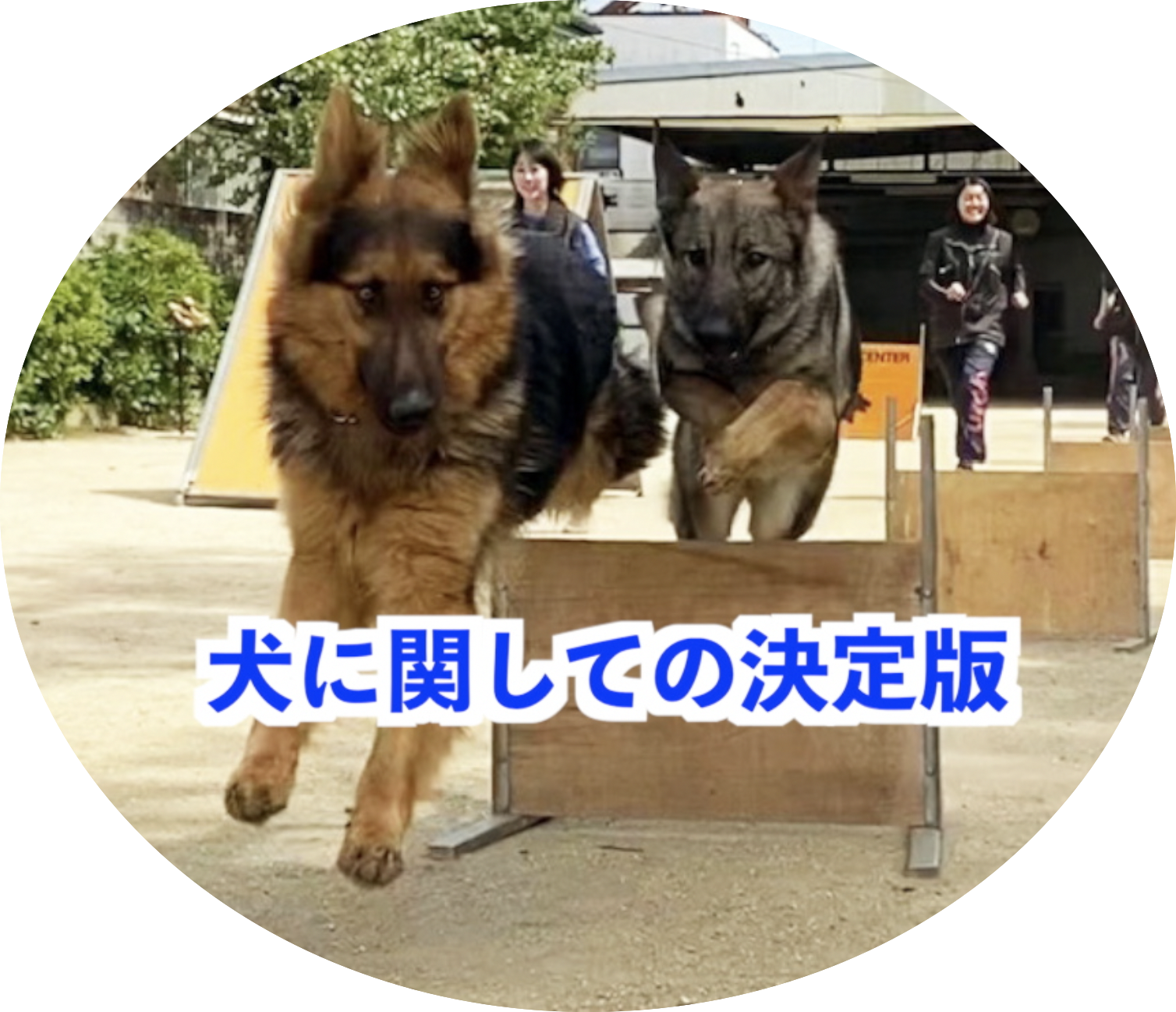 犬に関しての決定版